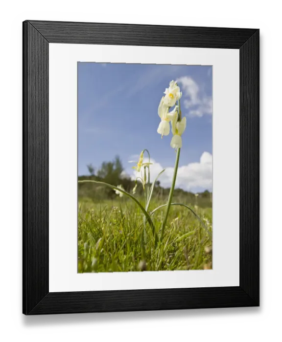 Framed Print : Angels Tears (Narcissus triandrus) in flower on field, Galicia, Spain Framed Print : Angels Tears (Narcissus triandrus) in flower on field, Galicia, Spain