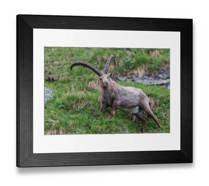 Framed Print : Alpine Ibex (Capra ibex) male, High Tauern, Austria Framed Print : Alpine Ibex (Capra ibex) male, High Tauern, Austria