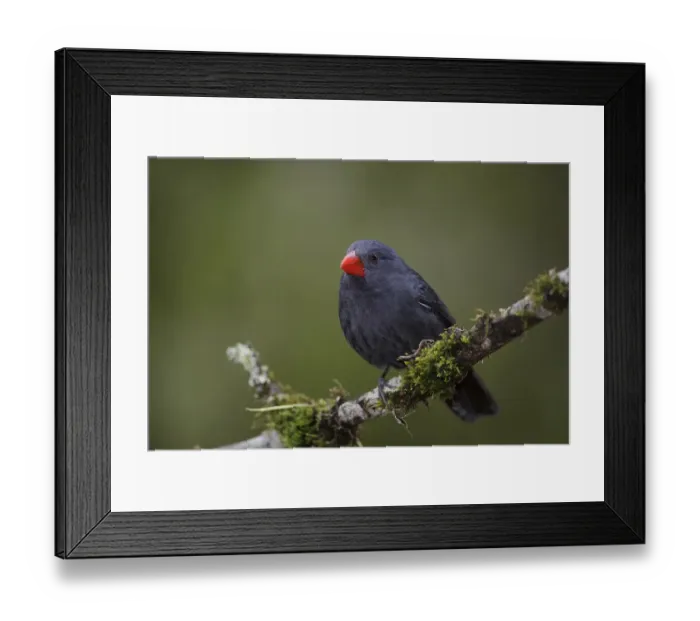 Framed Print : Black-throated Grosbeak (Saltator fuliginosus) female perched on a branch, Atlantic rainforest Framed Print : Black-throated Grosbeak (Saltator fuliginosus) female perched on a branch, Atlantic rainforest