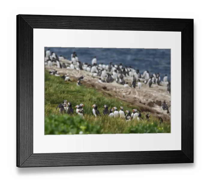 Framed Print : Atlantic Puffin (Fratercula arctica) in colony, Farne Islands, United Kingdom Framed Print : Atlantic Puffin (Fratercula arctica) in colony, Farne Islands, United Kingdom