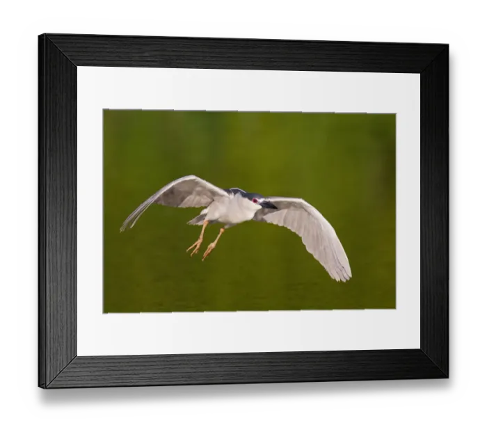 Framed Print : Black-crowned Night Heron (Nycticorax nycticorax) flying, Florida, USA Framed Print : Black-crowned Night Heron (Nycticorax nycticorax) flying, Florida, USA