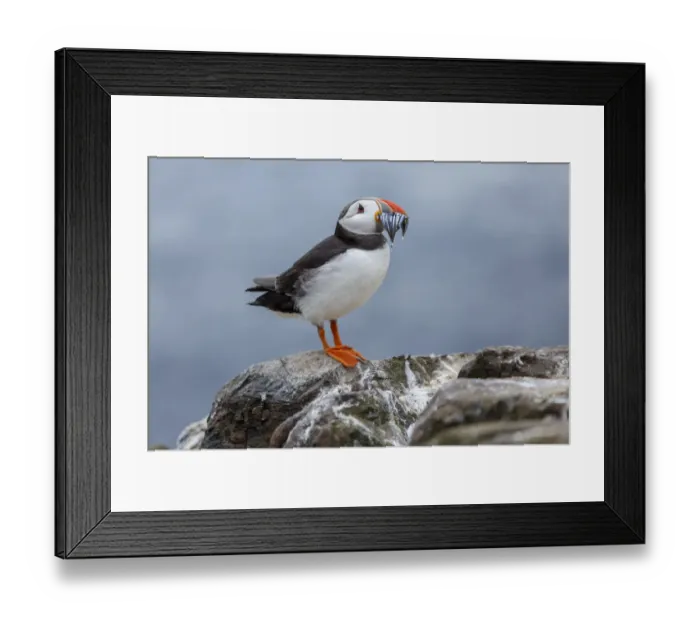 Framed Print : Atlantic Puffin (Fratercula arctica) adult with sandeels in bill, Farne Islands, United Framed Print : Atlantic Puffin (Fratercula arctica) adult with sandeels in bill, Farne Islands, United