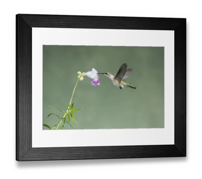 Framed Print : Black-chinned Hummingbird (Archilochus alexandri) young male feeding on flower nectar Framed Print : Black-chinned Hummingbird (Archilochus alexandri) young male feeding on flower nectar
