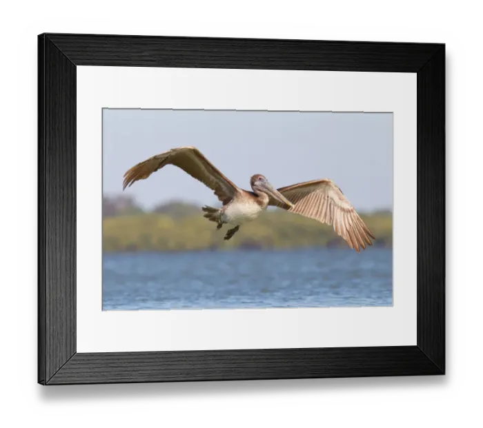 Framed Print : Brown Pelican (Pelecanus occidentalis) flying, Florida, USA