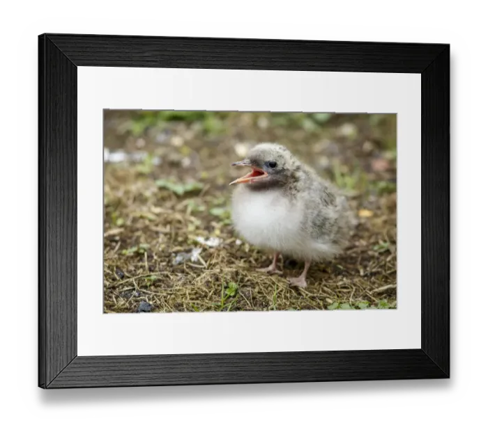 Framed Print : Arctic Tern (Sterna paradisaea) chick begging for food, Farne Islands, United Kingdom Framed Print : Arctic Tern (Sterna paradisaea) chick begging for food, Farne Islands, United Kingdom