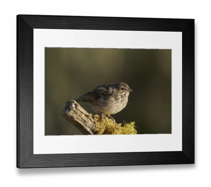 Framed Print : Brewers Sparrow (Spizella breweri) juvenile, Oregon, USA Framed Print : Brewers Sparrow (Spizella breweri) juvenile, Oregon, USA