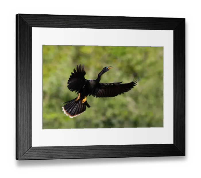 Framed Print : Anhinga (Anhinga anhinga), Florida, USA Framed Print : Anhinga (Anhinga anhinga), Florida, USA