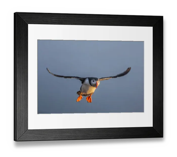 Framed Print : Atlantic Puffin (Fratercula arctica) flying, Iceland Framed Print : Atlantic Puffin (Fratercula arctica) flying, Iceland