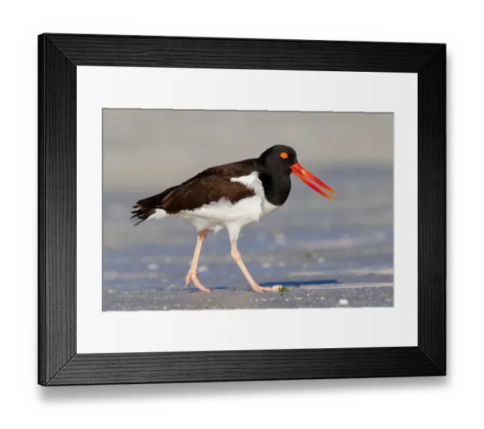 Framed Print : American Oystercatcher (Haematopus palliatus), Florida, USA Framed Print : American Oystercatcher (Haematopus palliatus), Florida, USA