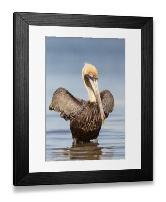 Framed Print : Brown Pelican (Pelecanus occidentalis), Florida, USA Framed Print : Brown Pelican (Pelecanus occidentalis), Florida, USA
