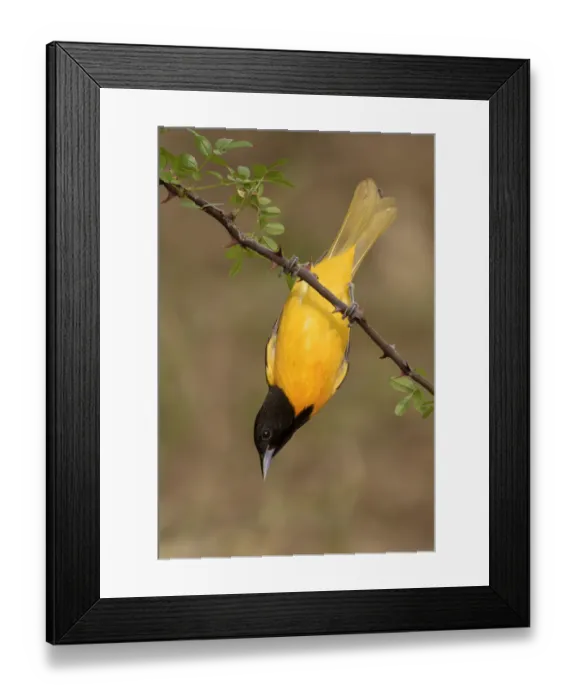 Framed Print : Baltimore Oriole (Icterus galbula) male perched on a branch, Texas, USA