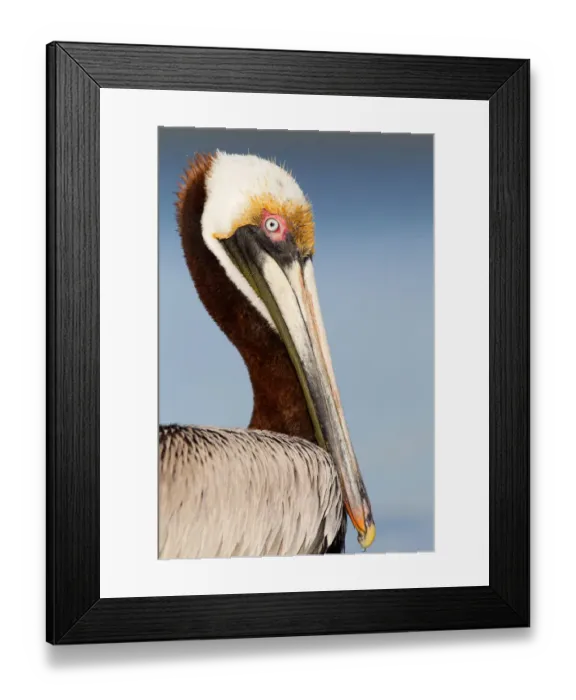 Framed Print : Brown Pelican (Pelecanus occidentalis), Florida, USA Framed Print : Brown Pelican (Pelecanus occidentalis), Florida, USA