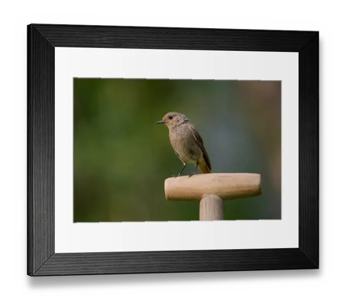 Framed Print : Black Redstart (Phoenicurus ochruros) female perched on spade handle in backyard, Saxony