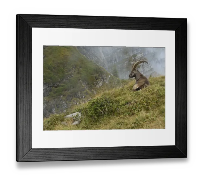 Framed Print : Alpine Ibex (Capra ibex) male resting at edge of cliff, Valais Alps, Switzerland Framed Print : Alpine Ibex (Capra ibex) male resting at edge of cliff, Valais Alps, Switzerland