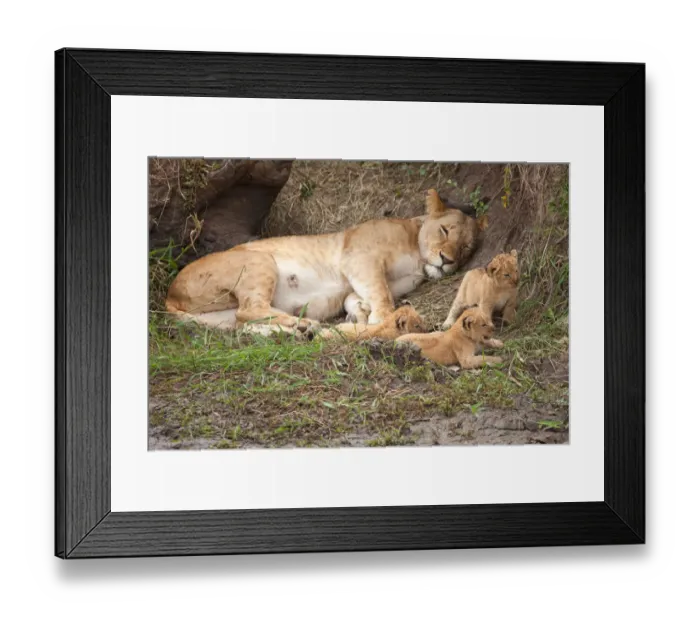Framed Print : African Lion (Panthera leo) mother with 3 cubs, Masai Mara, Kenya Framed Print : African Lion (Panthera leo) mother with 3 cubs, Masai Mara, Kenya