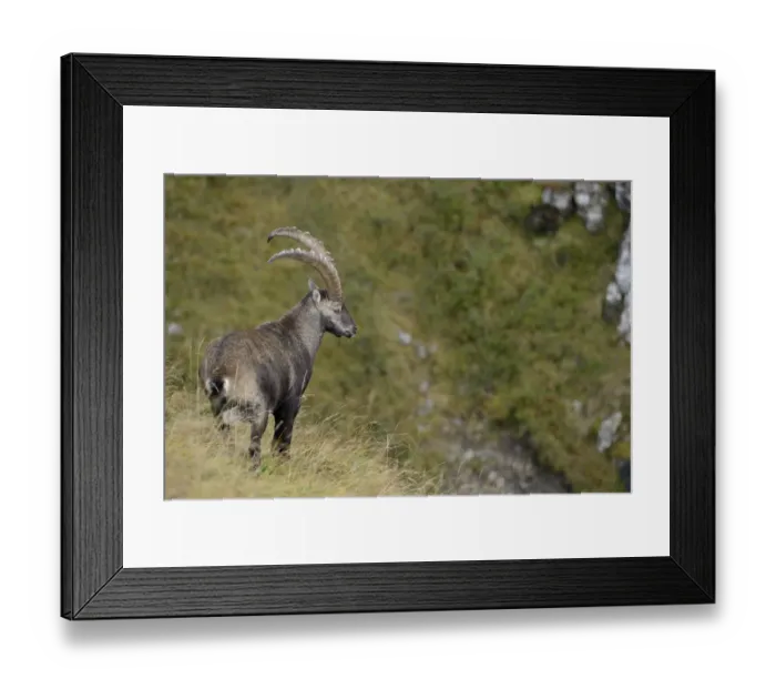 Framed Print : Alpine Ibex (Capra ibex) male, Valais Alps, Switzerland Framed Print : Alpine Ibex (Capra ibex) male, Valais Alps, Switzerland