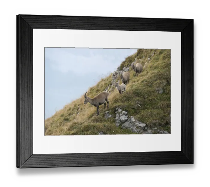 Framed Print : Alpine Ibex (Capra ibex) group climbing at the edge of cliffs, Valais Alps, Switzerland Framed Print : Alpine Ibex (Capra ibex) group climbing at the edge of cliffs, Valais Alps, Switzerland