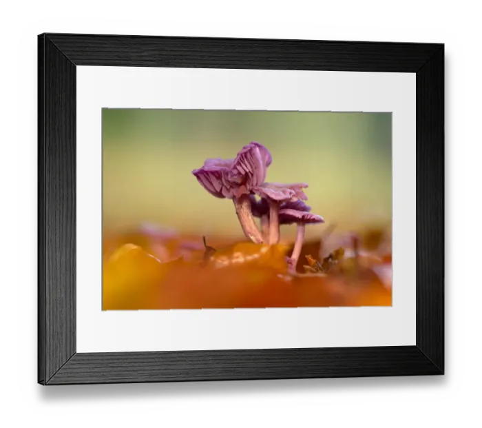 Framed Print : Amethyst Deceiver (Laccaria amethystine) mushrooms at forest floor, Utrecht Framed Print : Amethyst Deceiver (Laccaria amethystine) mushrooms at forest floor, Utrecht