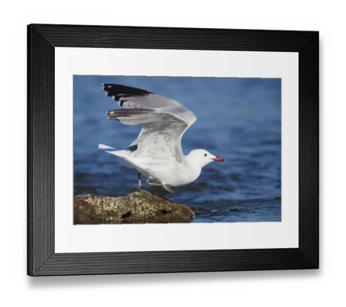 Framed Print : Audouins Gull (Ichthyaetus audouinii) taking flight, Mallorca, Spain Framed Print : Audouins Gull (Ichthyaetus audouinii) taking flight, Mallorca, Spain