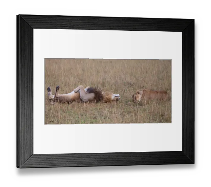Framed Print : African Lion (Panthera leo) male and female resting next to each other, Masai Mara, Kenya Framed Print : African Lion (Panthera leo) male and female resting next to each other, Masai Mara, Kenya