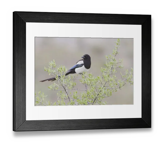 Framed Print : Black-billed Magpie (Pica hudsonia), Alberta, Canada Framed Print : Black-billed Magpie (Pica hudsonia), Alberta, Canada