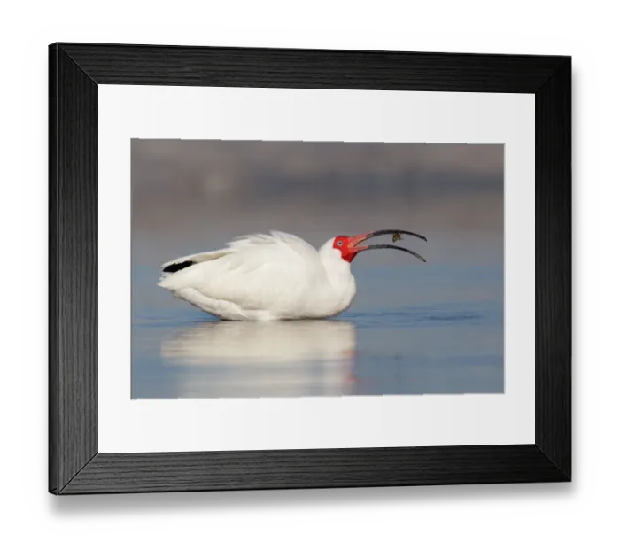 Framed Print : American White Ibis (Eudocimus albus), Florida, USA Framed Print : American White Ibis (Eudocimus albus), Florida, USA