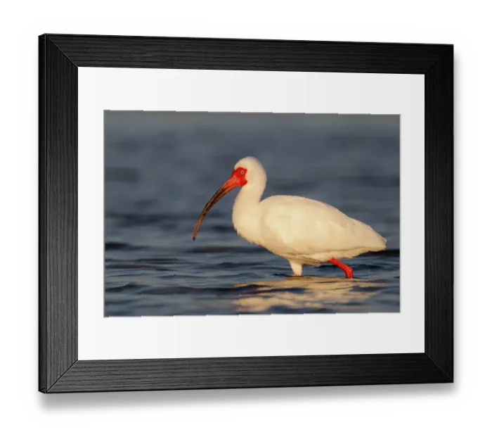 Framed Print : American White Ibis (Eudocimus albus), Florida, USA Framed Print : American White Ibis (Eudocimus albus), Florida, USA
