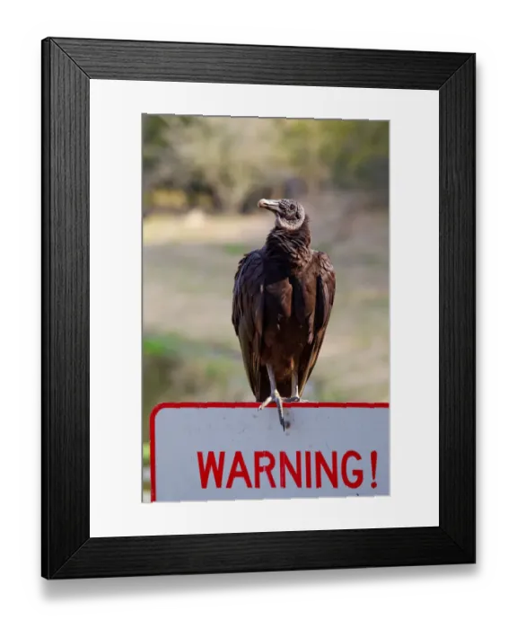 Framed Print : Black Vulture (Coragyps atratus), Florida, USA Framed Print : Black Vulture (Coragyps atratus), Florida, USA