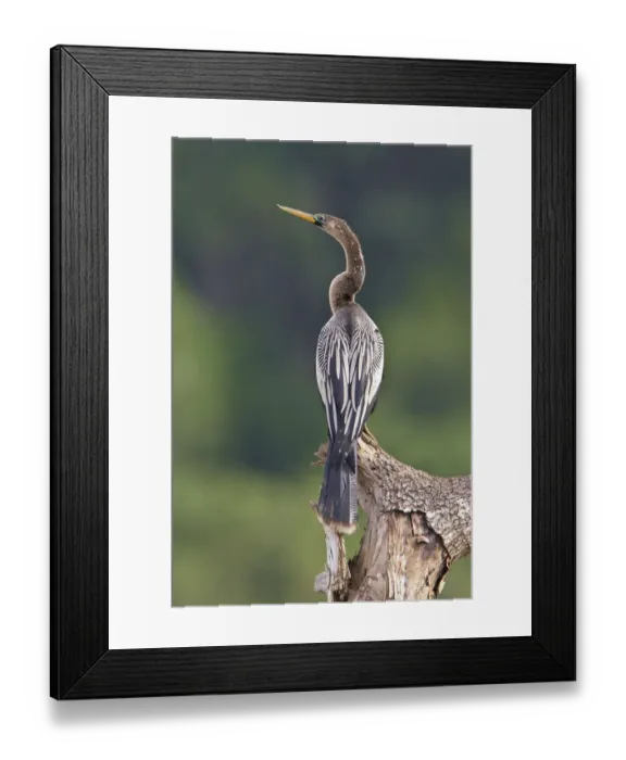 Framed Print : Anhinga (Anhinga anhinga), Costa Rica Framed Print : Anhinga (Anhinga anhinga), Costa Rica