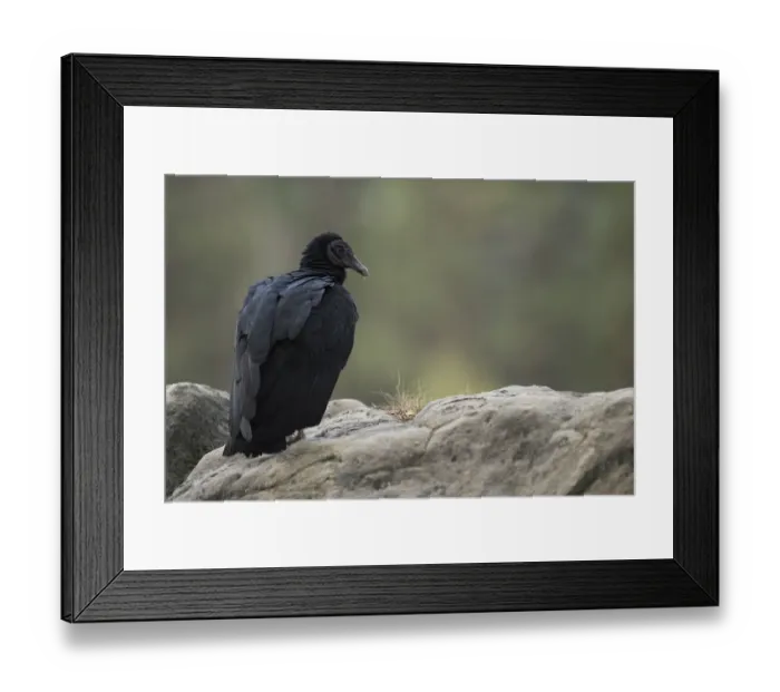 Framed Print : Black Vulture (Coragyps atratus) captive, North Rhine-Westphalia, Germany Framed Print : Black Vulture (Coragyps atratus) captive, North Rhine-Westphalia, Germany