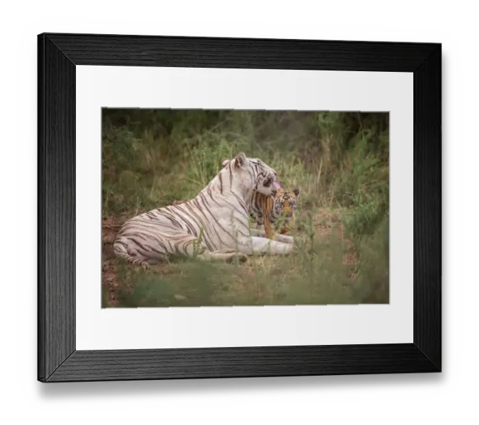 Framed Print : Bengal Tiger (Panthera tigris) white morph mother with cub, captive, Philippolis Framed Print : Bengal Tiger (Panthera tigris) white morph mother with cub, captive, Philippolis