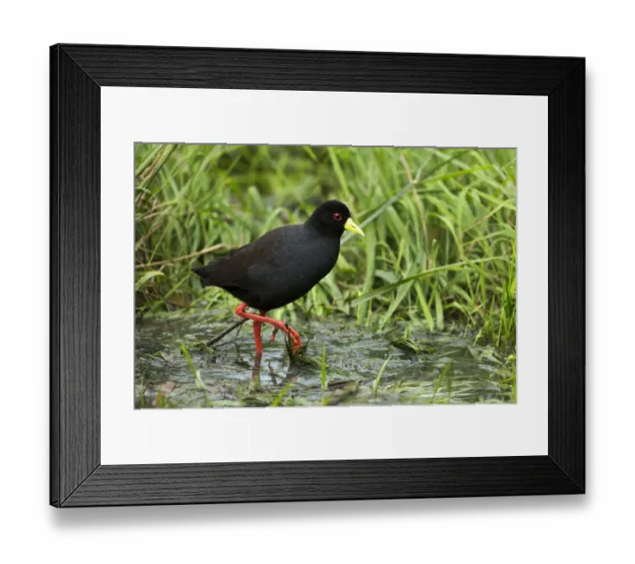 Framed Print : Black Crake (Amaurornis flavirostra) foraging, Kwazulu-Natal, South Africa Framed Print : Black Crake (Amaurornis flavirostra) foraging, Kwazulu-Natal, South Africa
