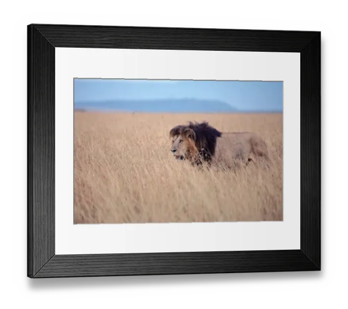 Framed Print : African Lion (Panthera leo) male alone in grassland, Masai Mara, Kenya Framed Print : African Lion (Panthera leo) male alone in grassland, Masai Mara, Kenya