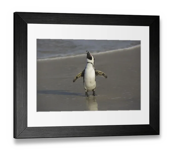 Framed Print : African Penguin (Spheniscus demersus) on beach, Western Cape, South Africa Framed Print : African Penguin (Spheniscus demersus) on beach, Western Cape, South Africa