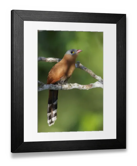 Framed Print : Black-bellied Cuckoo (Piaya melanogaster) perched on a branch, Brazil Framed Print : Black-bellied Cuckoo (Piaya melanogaster) perched on a branch, Brazil