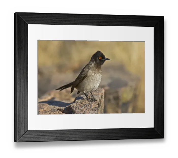 Framed Print : African Red-eyed Bulbul (Pycnonotus nigricans) perched on a rock, Etosha, Namibia Framed Print : African Red-eyed Bulbul (Pycnonotus nigricans) perched on a rock, Etosha, Namibia