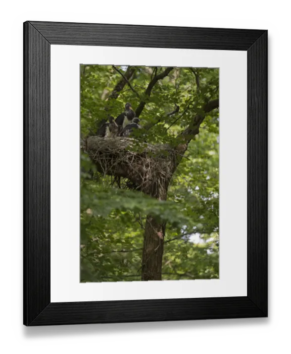 Framed Print : Black Stork (Ciconia nigra) juveniles in nest, North Rhine-Westphalia, Germany Framed Print : Black Stork (Ciconia nigra) juveniles in nest, North Rhine-Westphalia, Germany