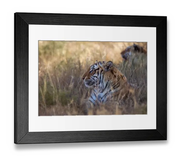 Framed Print : Bengal Tiger (Panthera tigris) adult portrait, captive, Philippolis, South Africa Framed Print : Bengal Tiger (Panthera tigris) adult portrait, captive, Philippolis, South Africa