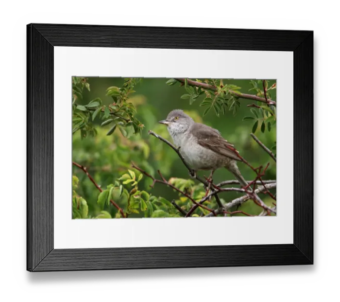 Framed Print : Barred Warbler (Sylvia nisoria), Saxony-Anhalt, Germany Framed Print : Barred Warbler (Sylvia nisoria), Saxony-Anhalt, Germany