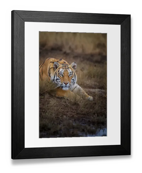 Framed Print : Bengal Tiger (Panthera tigris) adult, portrait at waterhole, captive, Philippolis Framed Print : Bengal Tiger (Panthera tigris) adult, portrait at waterhole, captive, Philippolis