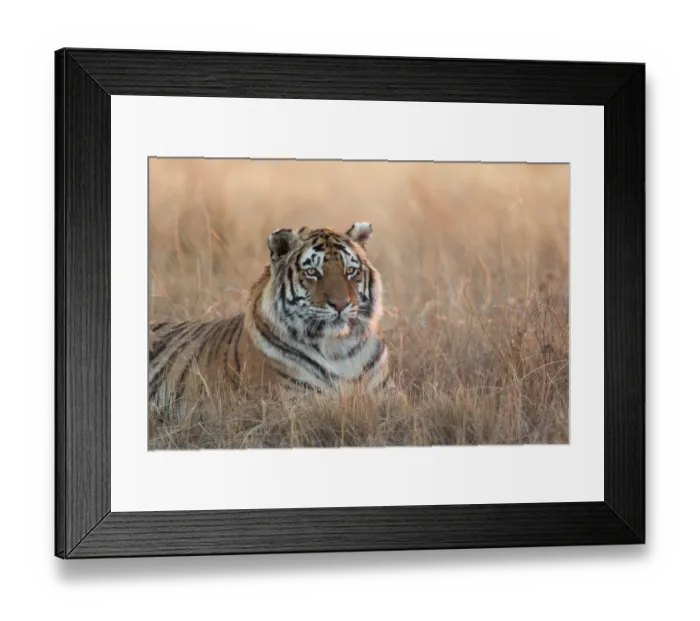 Framed Print : Bengal Tiger (Panthera tigris) adult portrait in morning light, captive, Philippolis Framed Print : Bengal Tiger (Panthera tigris) adult portrait in morning light, captive, Philippolis