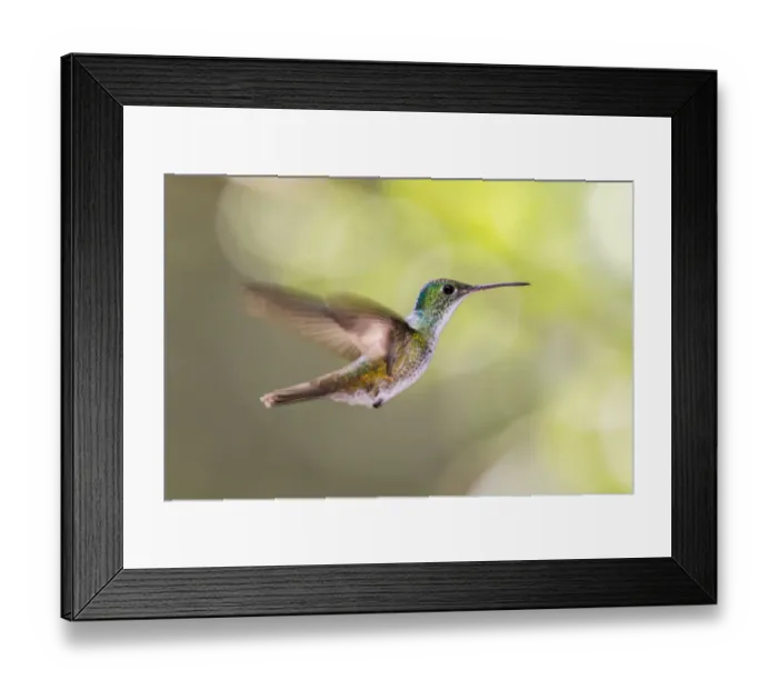 Framed Print : Andean Emerald (Amazilia franciae) flying, Alambi, Ecuador Framed Print : Andean Emerald (Amazilia franciae) flying, Alambi, Ecuador