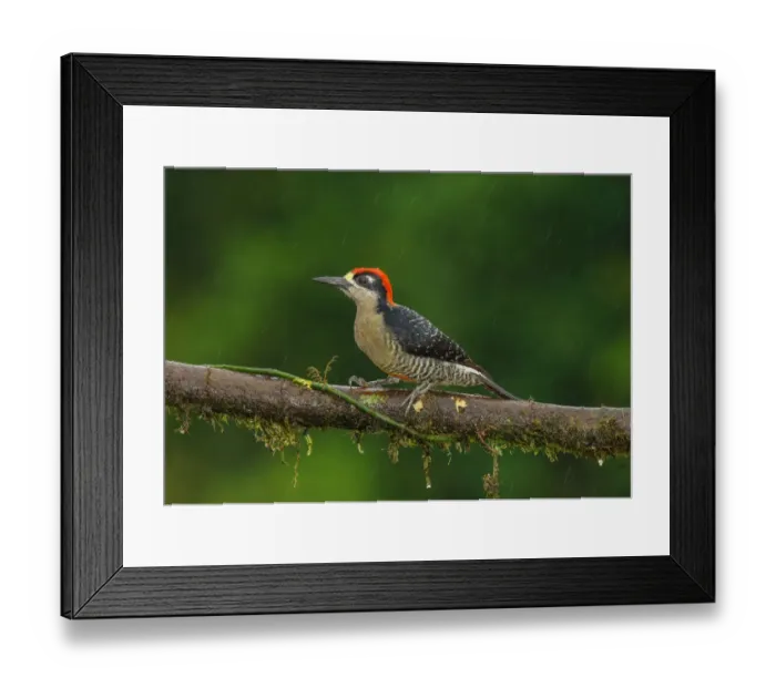 Framed Print : Black-cheeked Woodpecker (Melanerpes pucherani) male perched on a branch, Alajuela Framed Print : Black-cheeked Woodpecker (Melanerpes pucherani) male perched on a branch, Alajuela