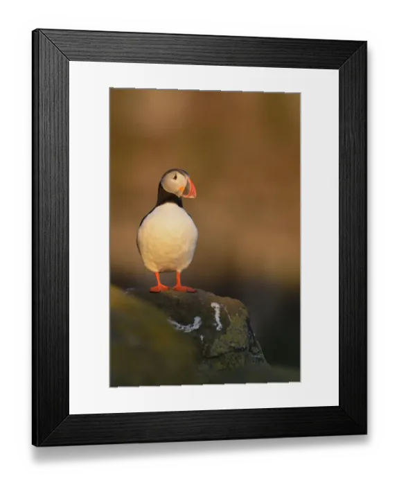 Framed Print : Atlantic Puffin (Fratercula arctica), Iceland Framed Print : Atlantic Puffin (Fratercula arctica), Iceland