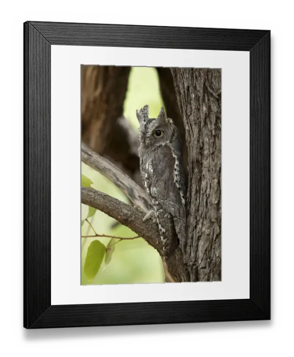 Framed Print : African Scops Owl (Otus senegalensis), Kruger National Park, South Africa Framed Print : African Scops Owl (Otus senegalensis), Kruger National Park, South Africa