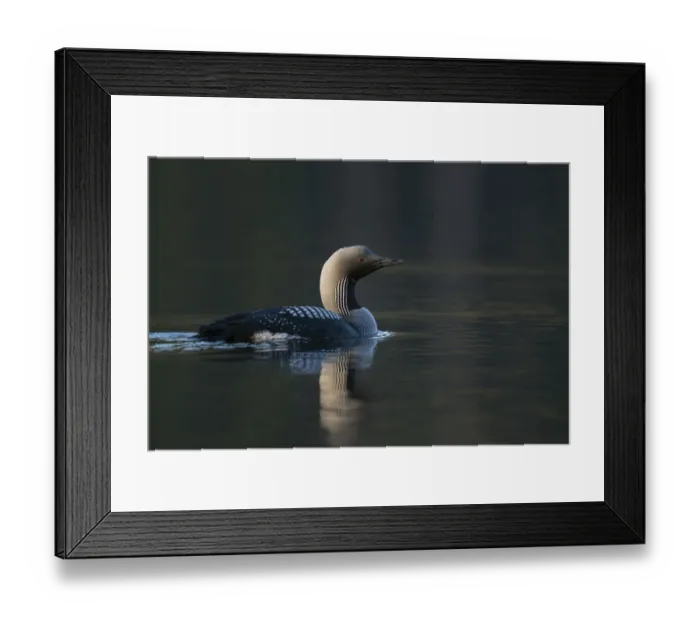 Framed Print : Black-throated Loon (Gavia arctica), Sweden Framed Print : Black-throated Loon (Gavia arctica), Sweden