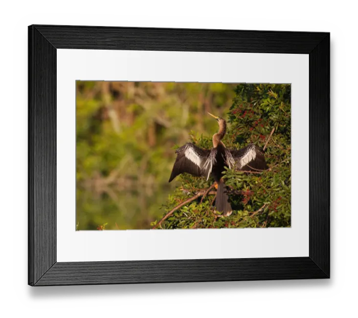 Framed Print : Anhinga (Anhinga anhinga), Florida, USA Framed Print : Anhinga (Anhinga anhinga), Florida, USA