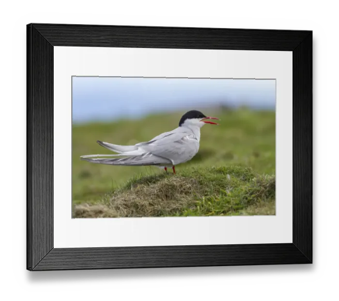 Framed Print : Arctic Tern (Sterna paradisaea) calling on floor, Scotland, United Kingdom Framed Print : Arctic Tern (Sterna paradisaea) calling on floor, Scotland, United Kingdom