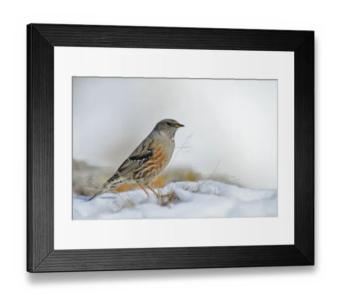 Framed Print : Alpine Accentor (Prunella collaris), Valais, Switzerland Framed Print : Alpine Accentor (Prunella collaris), Valais, Switzerland