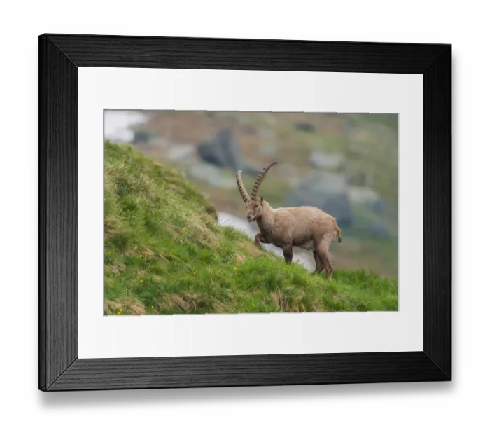 Framed Print : Alpine Ibex (Capra ibex) male, High Tauern, Austria Framed Print : Alpine Ibex (Capra ibex) male, High Tauern, Austria